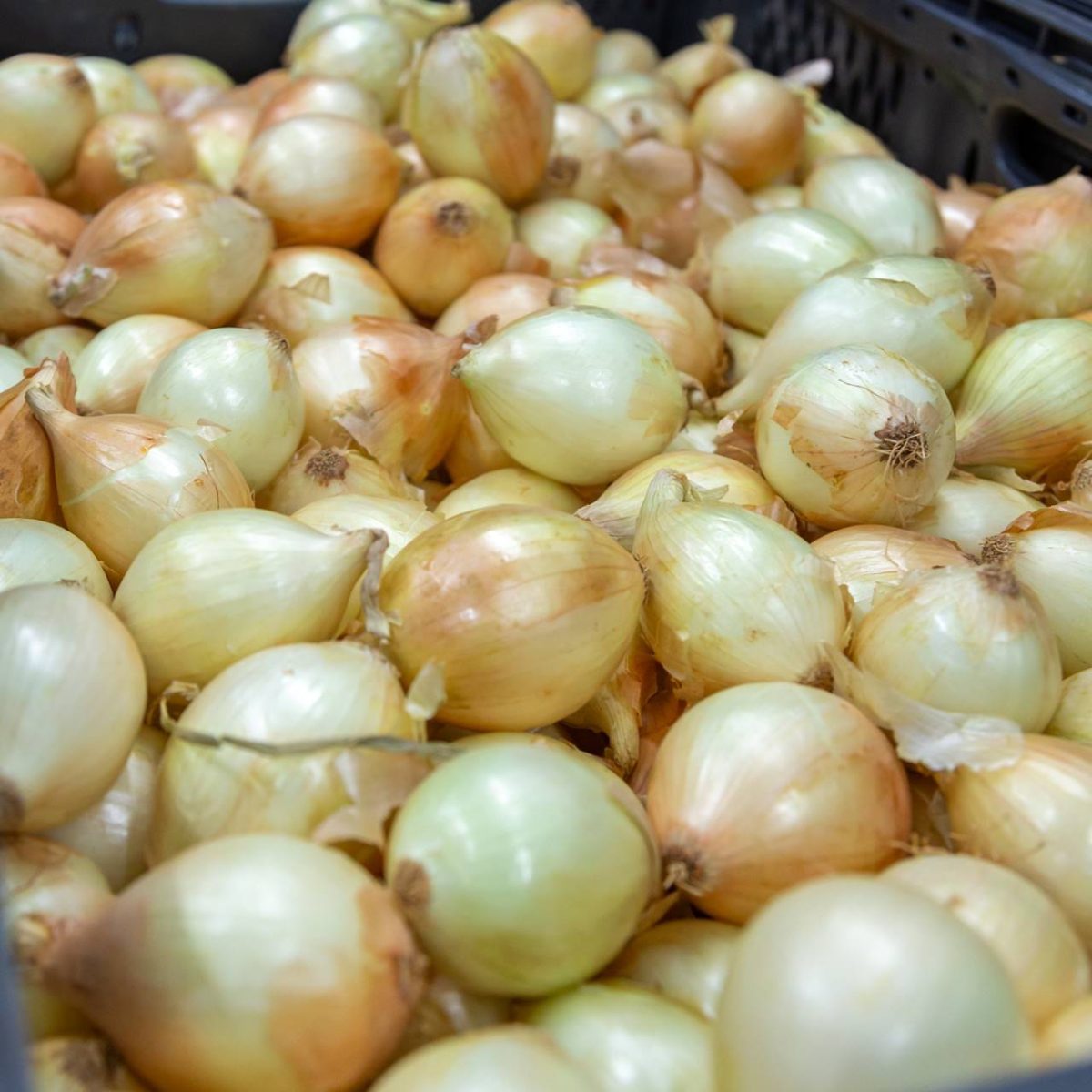 CEBOLA A GRANEL