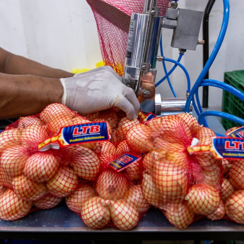 PRODUÇÃO CEBOLA EMBALADA